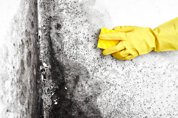Best Mold Testing  in Rapid City, SD