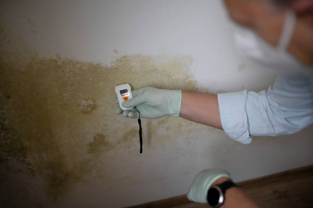 Best Mold Removal Company Near Me  in Rapid City, SD