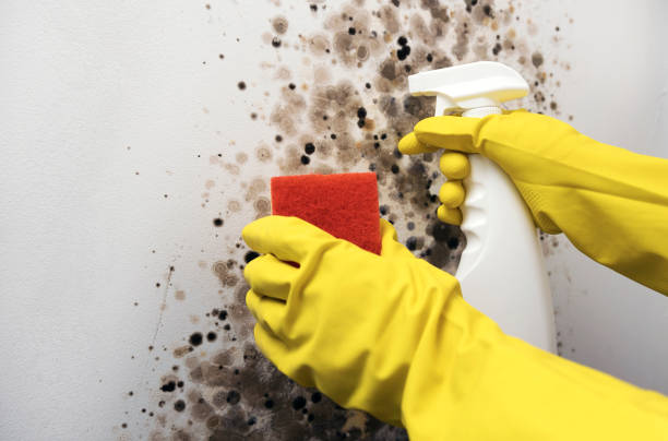 Best Emergency Mold Removal  in Rapid City, SD