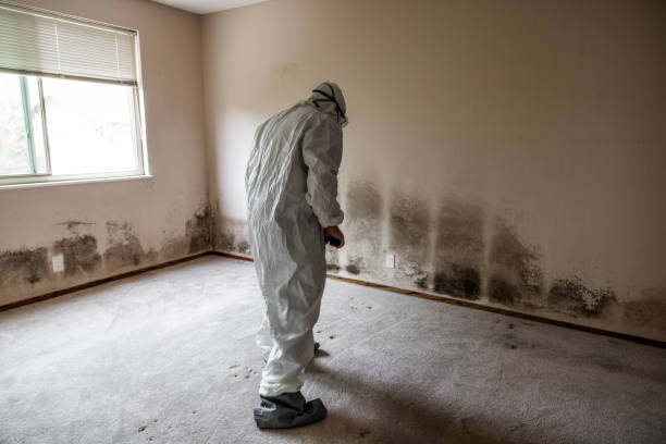 Office Mold Removal Services in Rapid City, SD