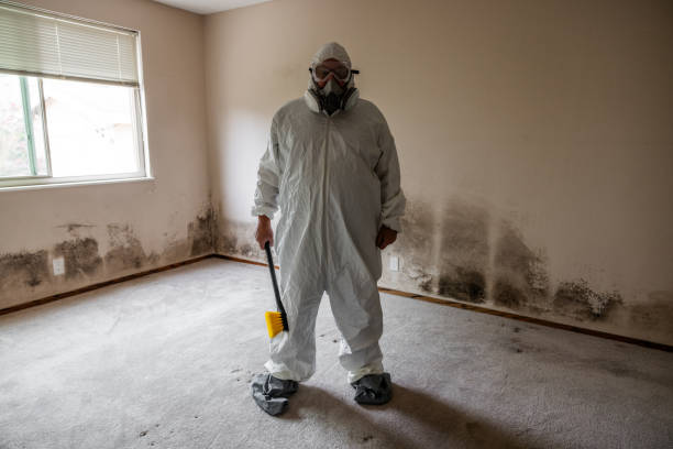 Best Mold Damage Repair  in Rapid City, SD