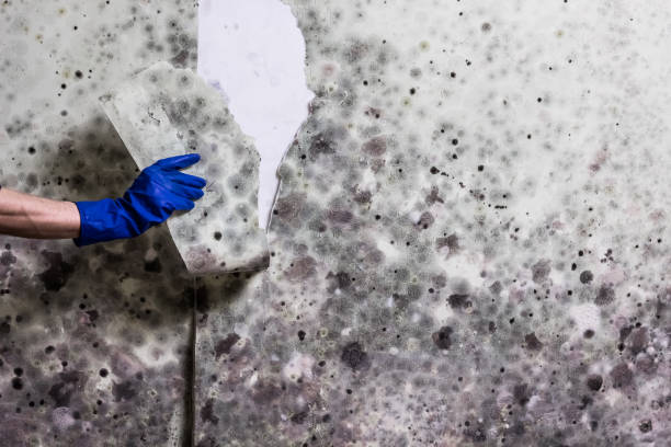 Best Toxic Mold Removal  in Rapid City, SD